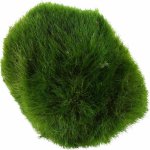 Aegagropila linnaei – Sleviste.cz