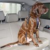 Potřeby pro cestování se psem CarPoint Bezpečnostní pás popruh do auta vesta pro psa XL