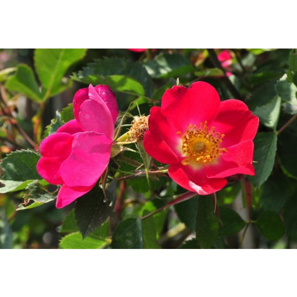 Květina Růže šípková 'Kiese' - Rosa canina Kiese