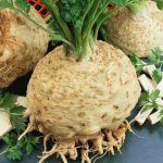 Celer bulvový Kompakt - Apium graveolens var. - semena celeru - 300 ks – Hledejceny.cz