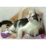 Pohlednice Kočky 71 – Zboží Dáma