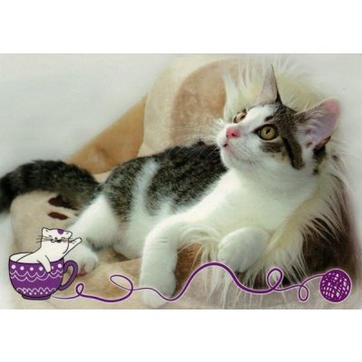 Pohlednice Kočky 71 – Zboží Dáma