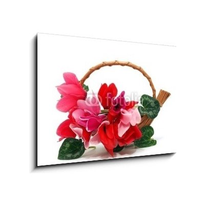 Obraz 1D - 100 x 70 cm - Colourful cyclamen flowers in the basket Barevné květy kylama v koši – Hledejceny.cz