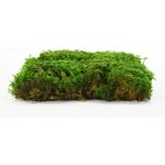 Stabilizovaný kapradinový mech (Fern Moss) Canopy | Zelený | 36x36cm – Hledejceny.cz