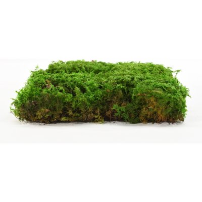 Stabilizovaný kapradinový mech (Fern Moss) Canopy | Zelený | 36x36cm – Hledejceny.cz