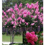 NEJDÉLE KVETOUCÍ ROSTLINA 120 DNŮ PUKOL OKROUHLOLISTÝ /10 SEMEN/ - Lagerstroemia Indica – Zboží Dáma