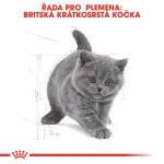 Royal Canin British Shorthair Kitten 0,4 kg – Zboží Mobilmania