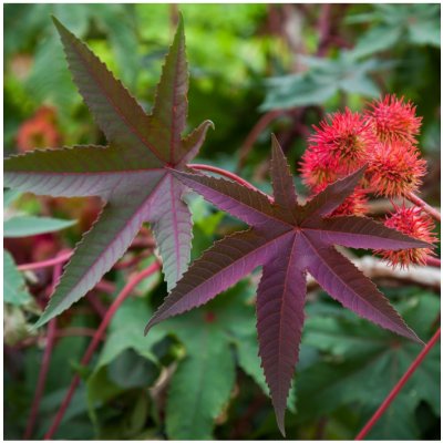 Skočec obecný červený - Ricinus communis gibsoni - semena skočce - 3 ks – HobbyKompas.cz