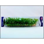 Hagen rostlina Cardamine 50 cm – Hledejceny.cz