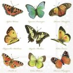 Ambiente Europe BV ubrousek 33x33cm Sbírka motýlů – Zboží Dáma