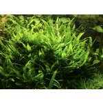 Microsorium pteropus Narrow - Hnědovka křídlatá – Sleviste.cz