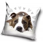 Carbotex pes pitbull 40 x 40 cm – Zboží Mobilmania
