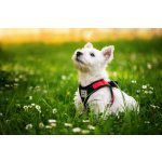 Vsepropejska Vrony sportovní kšíry pro psa – Zboží Dáma