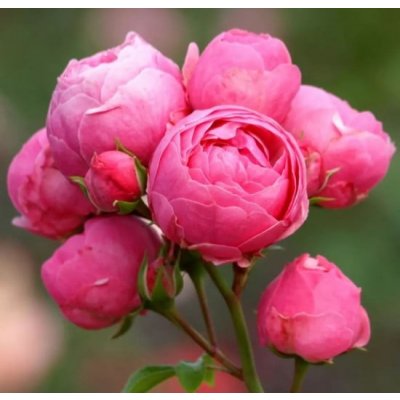 Růže mnohokvětá Kordes, Rosa Pomponella, růžová, velikost kontejneru 2 l – Zbozi.Blesk.cz
