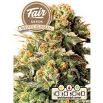 Fair Seeds White Russian semena neobsahují THC 10 ks – Zboží Dáma