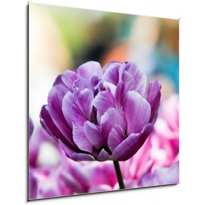 Obraz 1D - 50 x 50 cm - Lila tulpe Fialový tulipán – Zboží Mobilmania