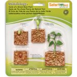 SAFARI Životní cyklus Zelená fazole – Hledejceny.cz