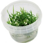 Echinodorus tenellus Green – Zboží Mobilmania