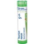TEUCRIUM MARUM POR 5CH GRA 1X4G – Hledejceny.cz