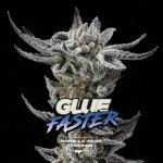 BSF Seeds Gorilla Kingdom Glue Faster semena neobsahují THC 4 ks – Hledejceny.cz