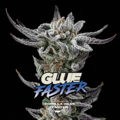 BSF Seeds Gorilla Kingdom Glue Faster semena neobsahují THC 4 ks – Hledejceny.cz
