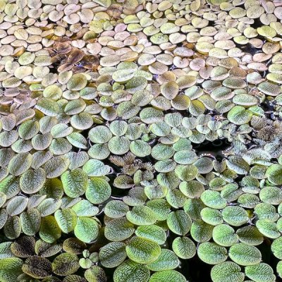 Salvinia natans - Nepukalka vzplývavá – Sleviste.cz