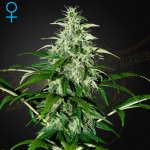 Green House Seeds Kalashnikova AUTO semena neobsahují THC 3 ks – Zboží Dáma