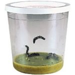 Insect Lore Náhradní sada 5 housenek certifikát – Zboží Mobilmania