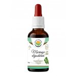 Salvia Paradise Moringa olejodárná AF tinktura 50 ml – Hledejceny.cz