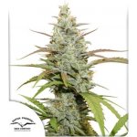 Dutch Passion Mokum's Tulip semena neobsahují THC 5 ks – Hledejceny.cz