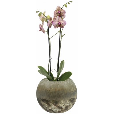 Ter Steege Váza Benthe pearl glow D20 H15 – Hledejceny.cz