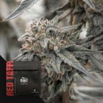Doja Genetics Red Taffi semena neobsahují THC 3 ks – Sleviste.cz