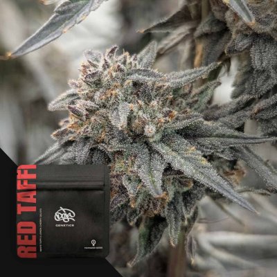 Doja Genetics Red Taffi semena neobsahují THC 3 ks – Sleviste.cz