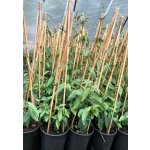 Lonicera henryi 'Copper Beauty®' Prodejní velikost: 150/175, Velikost hrnku: 5 l – Sleviste.cz