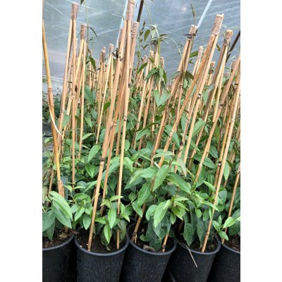 Lonicera henryi 'Copper Beauty®' Prodejní velikost: 150/175, Velikost hrnku: 5 l – Sleviste.cz