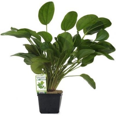 Echinodorus Dschungelstar Nr. 2 Kleiner Bär – Hledejceny.cz