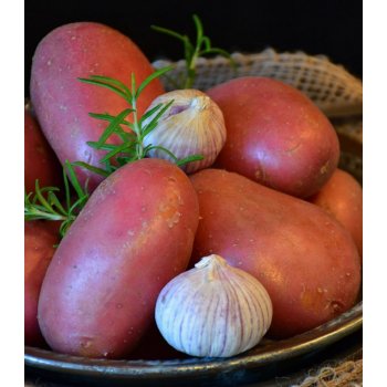 Sadbové brambory Rosara - Solanum tuberosum - 5 kg