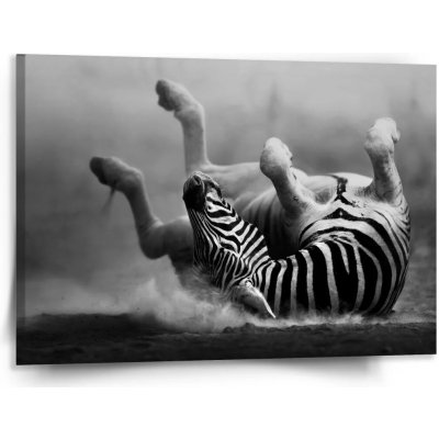 Sablio Obraz Válející se zebra - 150x110 cm – Hledejceny.cz