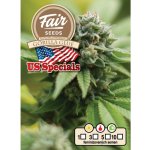 Fair Seeds AUTO Gorilla Glue semena neobsahují THC 3 ks – Sleviste.cz