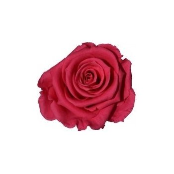 Eva Dark pink - tmavě růžová (3x stabilizovaná "věčná" růže v květináčku ve tvaru srdce)
