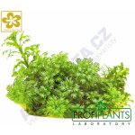 Hottonia inflata - Žebratka zploštělá – Zboží Dáma