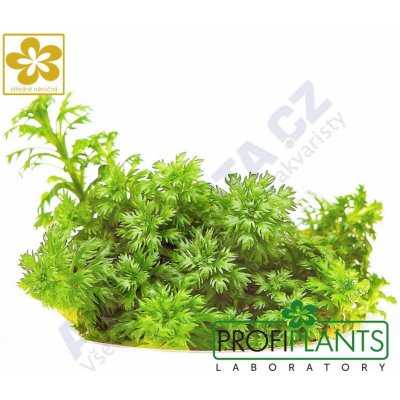 Hottonia inflata - Žebratka zploštělá – Zboží Dáma