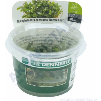 Bucephalandra micrantha Needle Leaf – Sleviste.cz