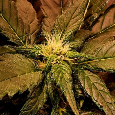 Mr. Nice Shit regular semena neobsahují THC 15 ks – Sleviste.cz