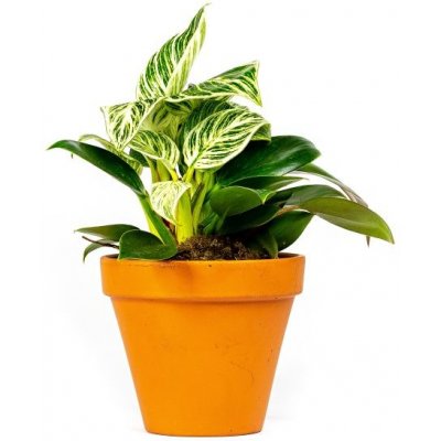 Gardners Philodendron White Measure, průměr 11 cm Filodendron – Sleviste.cz