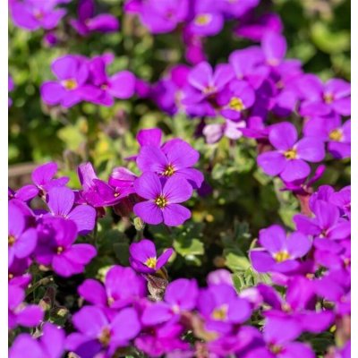 Aubrieta grac. 'Hamburger Stadtpark' Velikost hrnku: 10,5cm – Hledejceny.cz