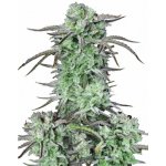 420 Fast Buds Strawberry Banana AUTO semena neobsahují THC 10 ks – Zboží Dáma