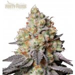 Seedstockers Panty Punch auto semena neobsahují THC 1 ks – Zboží Dáma