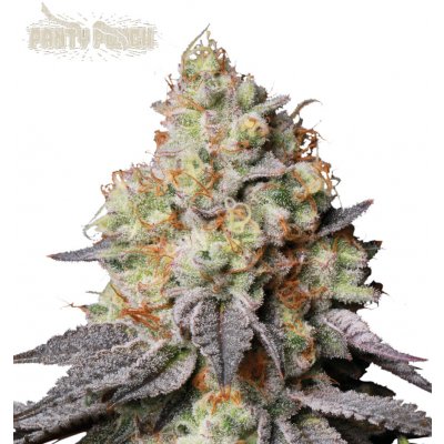 Seedstockers Panty Punch auto semena neobsahují THC 1 ks – Zboží Dáma