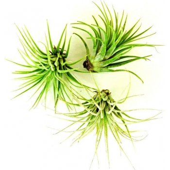 Tillandsia ionantha